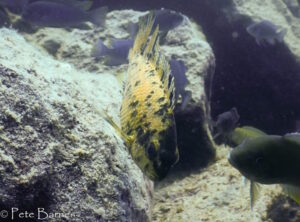 Tropheops sp. 'chinyamwezi' Chinyamwezi Island